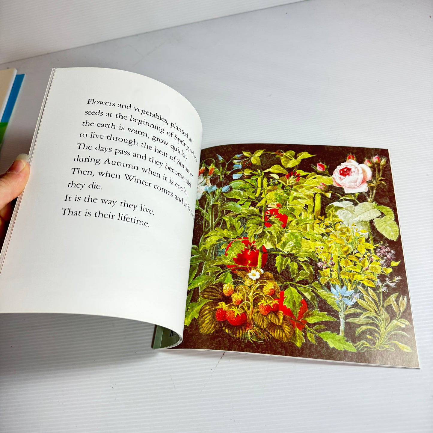 Beginnings And Endings With Lifetimes In Between - Bryan Mellonie And Robert Ingpen (New)