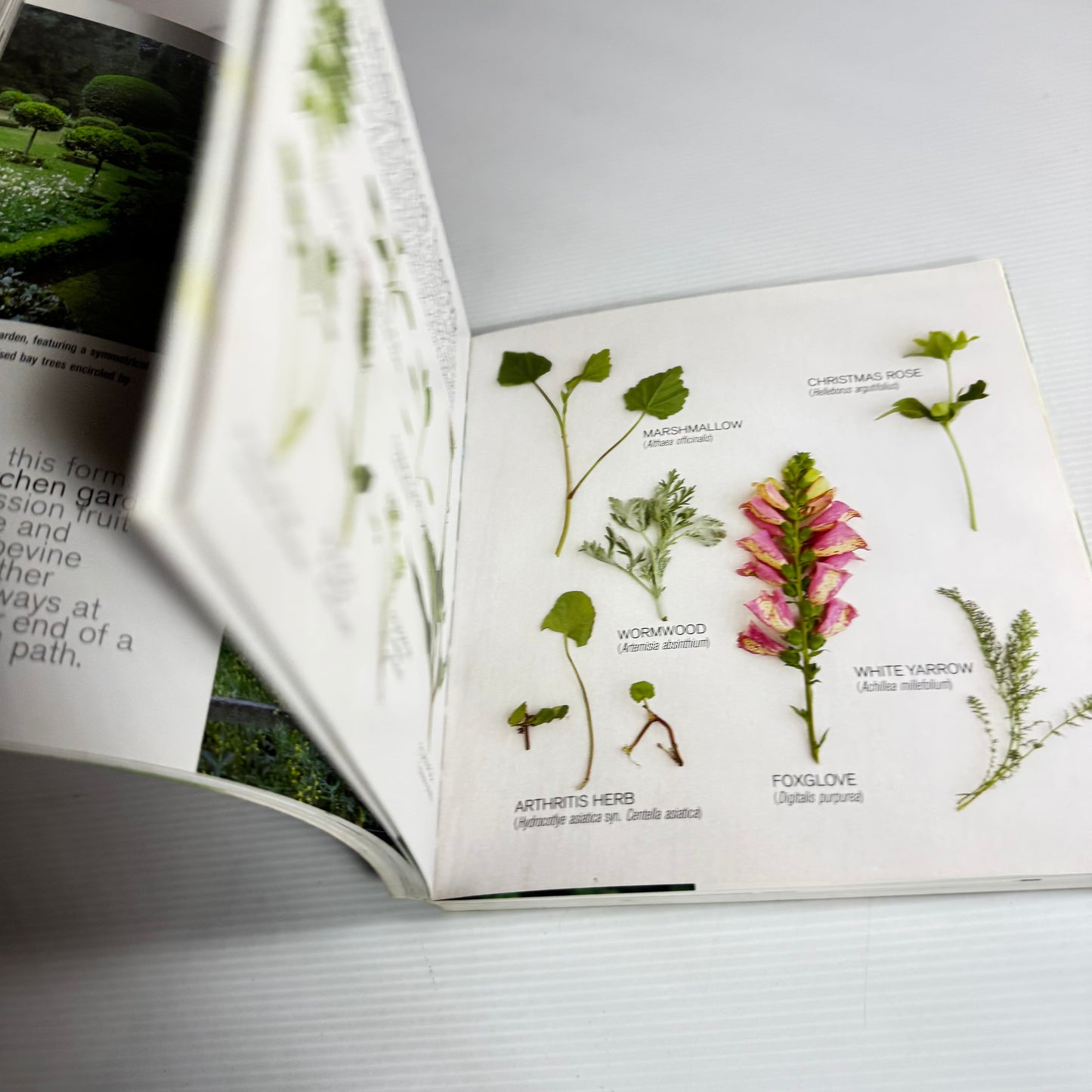 Growing Herbs : Growing, Harvesting and Using Herbs