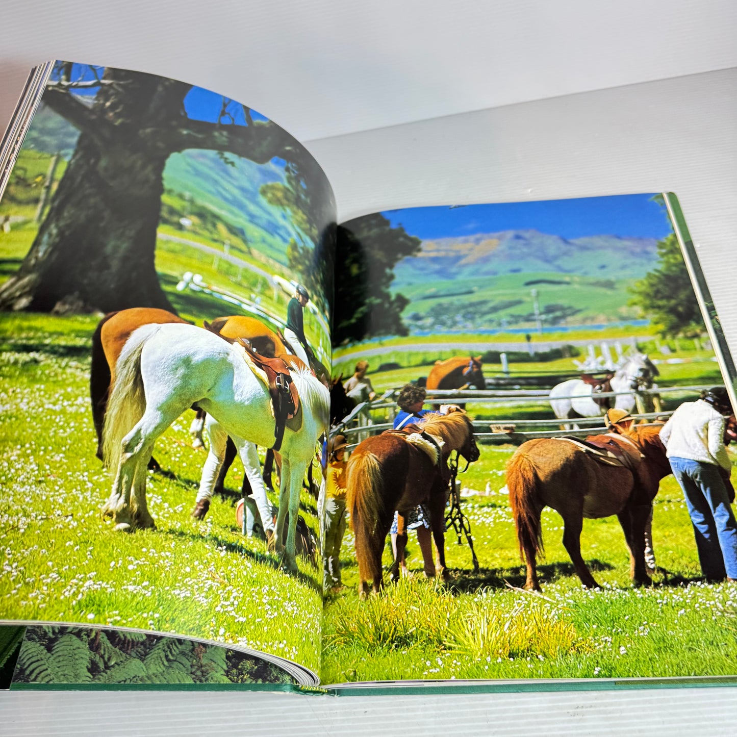 New Zealand Large Cookbook Bundle x 3 : New Zealand On A Plate, Simply New Zealand : A Culinary Journey, New Zealand The Beautiful Cookbook - Tui Flower (2934)