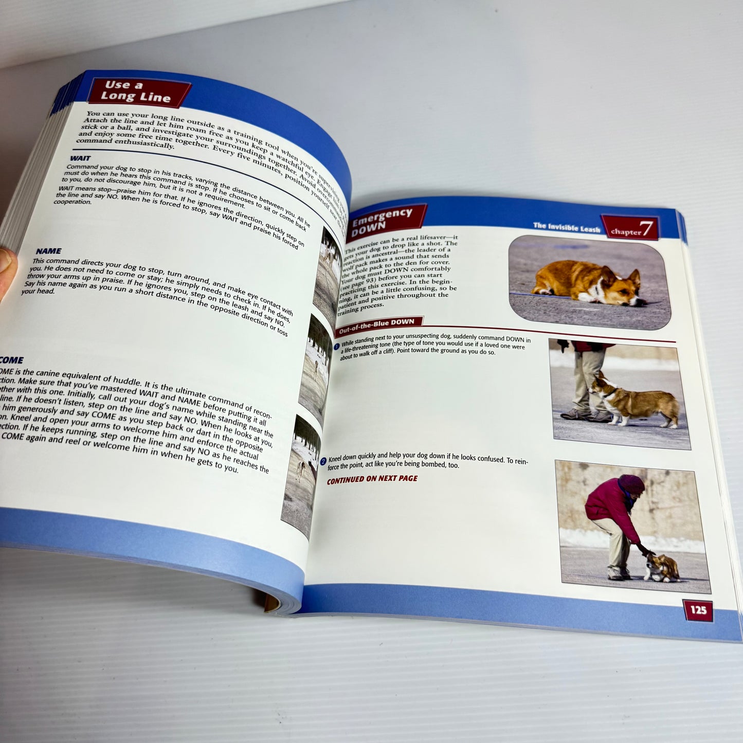 Dog Training : Teach Yourself Visually - Sarah Hodgson