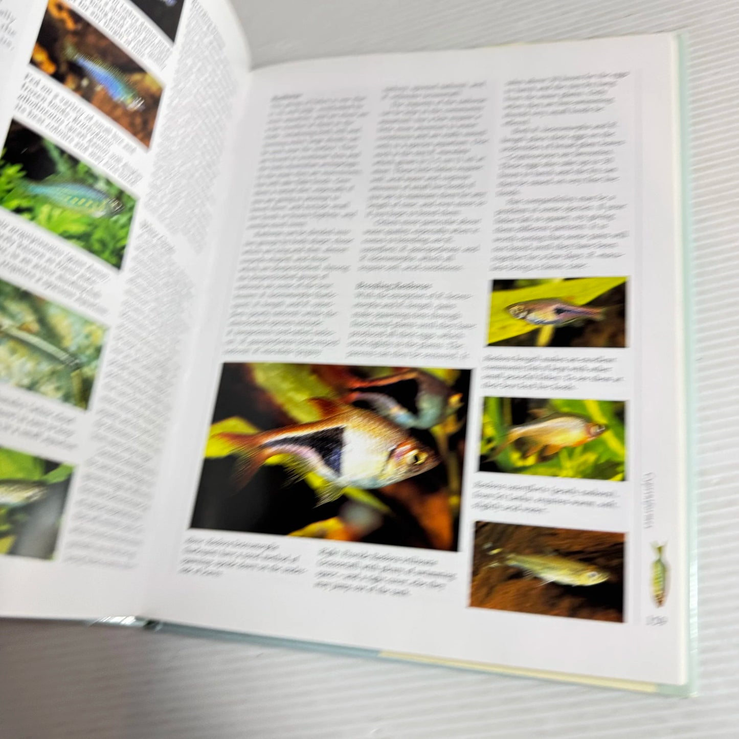 The Ultimate Aquarium : A Definitive Guide to Identifying and Keeping Freshwater & Marine Fishes -  Mary Bailey & Gina Sandford