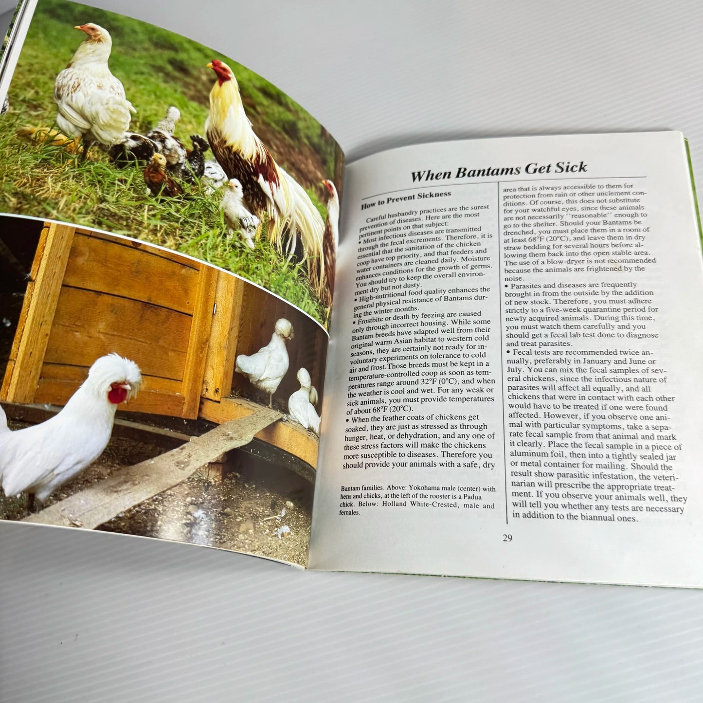 Bantams - Helga Fritzsche