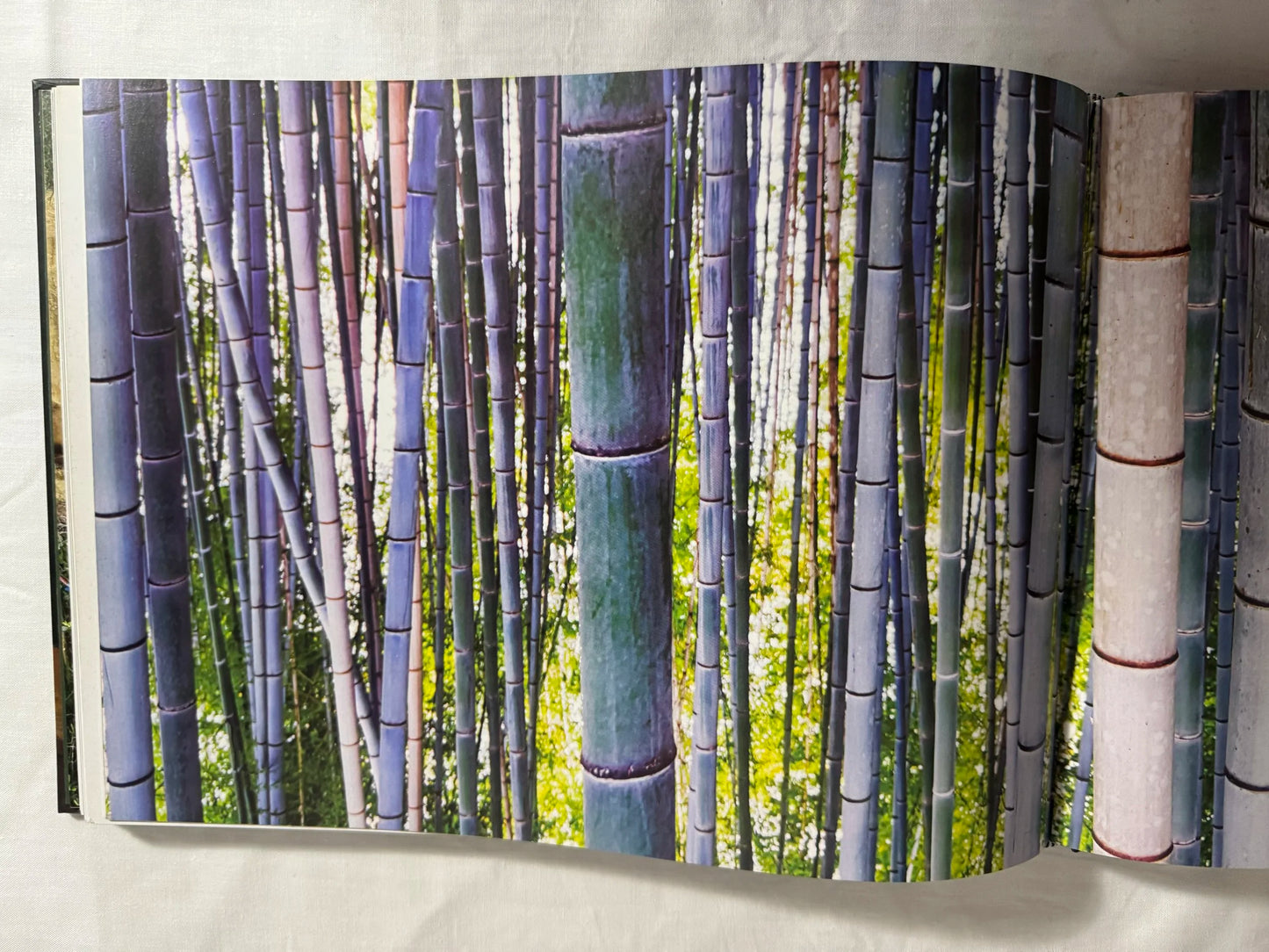 Forests : Wonders of Our Plant - Kieron Connolly