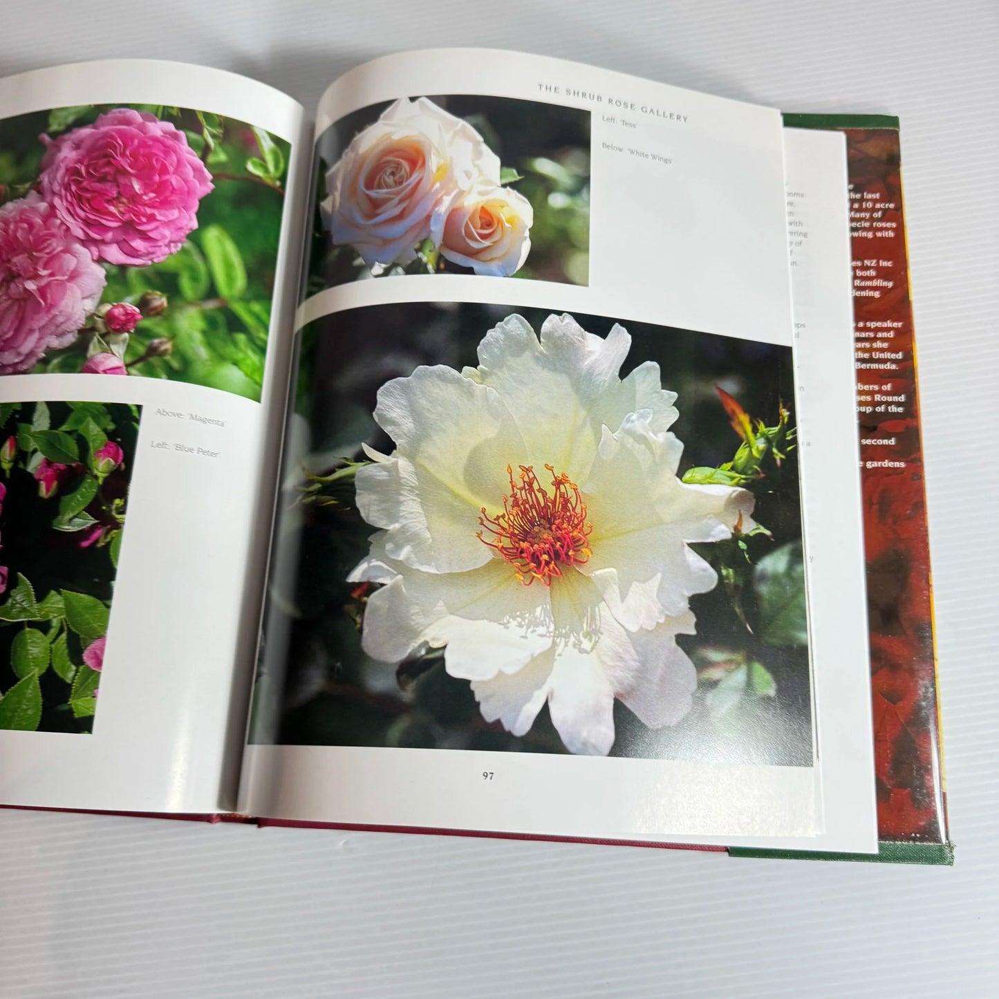 Shrub Roses and Compatible Plantings to Enhance Your Garden - Sally Allison