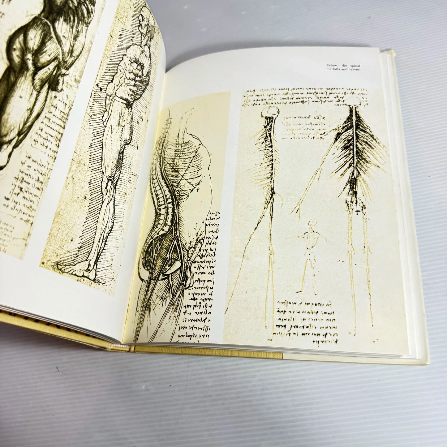 Anatomical Drawings - Leonardo Da Vinci