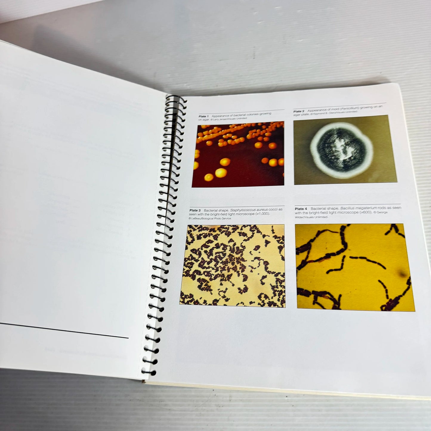 Microbiology Experiments : A Health Science Perspective Fourth Edition - John Kleyn & Mary Bicknell