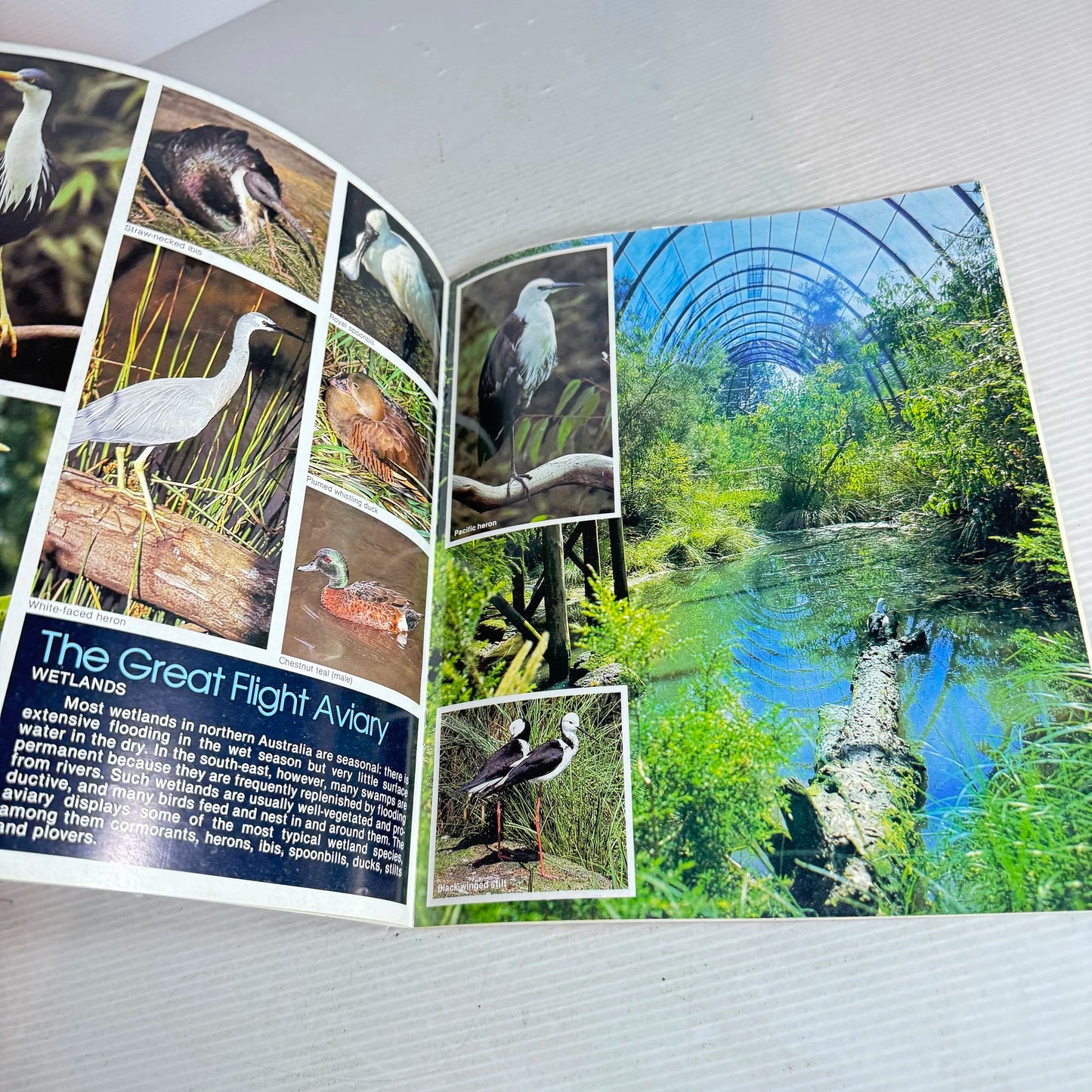 The Royal Melbourne Zoological Gardens (Vintage 1983)